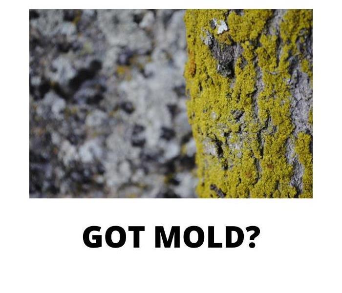 Mold and says 'Got Mold?'